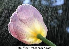 chuva, queda, ligado, um, tulipa