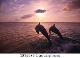 soaring dolphins 3d picture soaring dolphins 3d picture