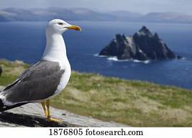 Skellig Michael, County Kerry, Ireland; A Seagull Stares Out Towards The Atlantic Ocean With Skellig Beag In The Background