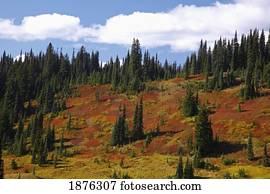 Washington, United States Of America; Autumn Colors On Mount Rainier In Mt. Rainier National Park