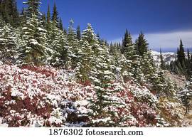 Washington, United States Of America; Light Snow On Autumn Colors In Mt. Rainier National Park