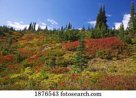 Washington, United States Of America; Autumn Colors On Mount Rainier In Mt. Rainier National Park