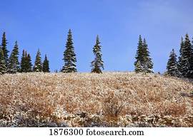 Washington, United States Of America; Light Snow On Autumn Colors In Mt. Rainier National Park