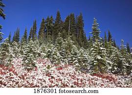Washington, United States Of America; Light Snow On Autumn Colors In Mt. Rainier National Park