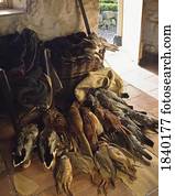 alar, de, pássaros, e, Rabbits,Gathered, de, um, caça