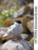 arctic tern (sterna paradisaea); farne islands, northumberland, england