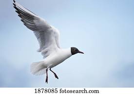 arctic tern (sterna paradisaea) in flight; amble, northumberland, england