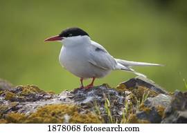 arctic tern (sterna paradisaea); northumberland, england