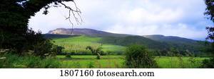 Benevenagh Through The Trees, Limavaddy, Co Derry, Northern Ireland