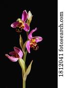 biene, orchidee biene, orchidee