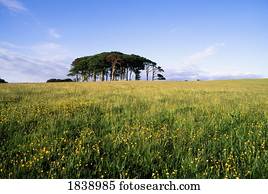 Killarney,Co Kerry,Ireland;Tree Outcrop In A Field Of Wildflowers