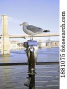 seagull perched on a viewing post; manhattan, new york, united states of america