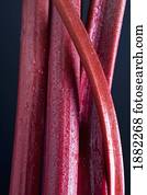 stocks of rhubarb with water drops