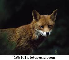 vermelho, Fox;, irlanda