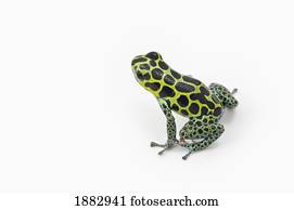 Black Spotted Green Poison Dart Frog (Ranitomeya Imitator)