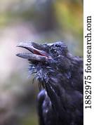 Raven; Hyder, Alaska, United States Of America