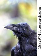 Raven; Hyder, Alaska, United States Of America