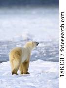 urso polar, (Ursus, Maritimus), inalações, a, ar, como, ele, é, ligado, a, caça, para, Food;, churchill, manitoba, canadá