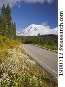 autumn colors along a road in mt. rainier national park; washington, united states of america