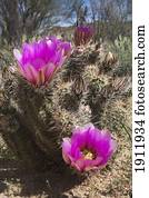 Hedgehog cactus (Echocereus Graelmann) erblüht