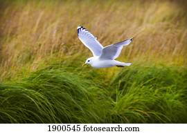 kittiwake (rissa) in flight; skagway, alaska, united states of america