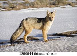 raposa, em, a, snow;, salta, argentina