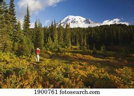 um, homem, fotografar, monte chuvoso, em, outono, em, mt. chuvoso, nacional, park;, washington, estados unidos américa