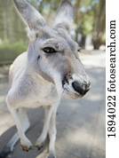 um, kangaroo;, queensland, austrália