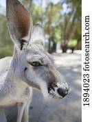 um, kangaroo;, queensland, austrália