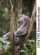 um, urso koala, (phascolarctos, cinereus), em, um, tree;, costa ouro, queensland, austrália