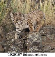 bobcat (felis rufus) kitten explores rock outcrop; montana, united states of america