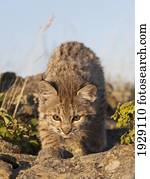 bobcat (felis rufus) kitten explores rocky outcrop; montana, united states of america