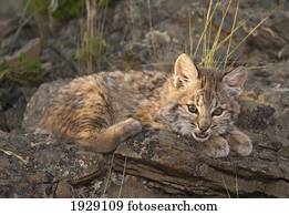 bobcat (felis rufus) kitten rests on rock outcrop; montana, united states of america