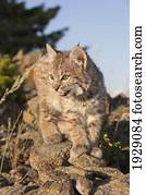 bobcat kitten explores rocky outcrop, montana, usa