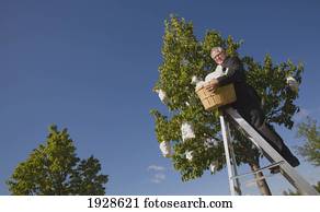 businessman harvesting money from a money tree