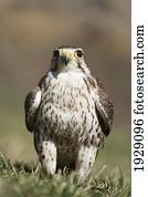 falcão pradaria, poleiros, chão, briefly, após, um, hunt;, montana, estados unidos américa