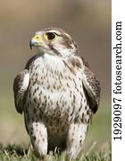 falcão pradaria, poleiros, chão, briefly, após, um, hunt;, montana, estados unidos américa