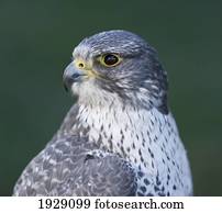gyrfalcon (falco rusticolus); alaska, united states of america