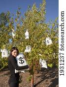 woman harvesting money bags from money tree; edmonton, alberta, canada