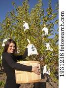 woman harvesting money bags from money tree; edmonton, alberta, canada