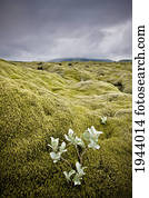A White Wildflower Growing On A Rugged Landscape; Iceland