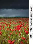an abundance of poppies in a field under a stormy sky; northumberland england