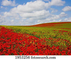 an abundance of red poppies in a field; corbridge northumberland england