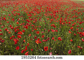 an abundance of red poppies in a field; northumberland england