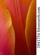 Extreme Close-Up Of Colorful Tulip Petals