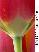 Extreme Close-Up Of Stem Of Colorful Tulip