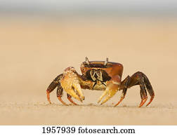 fantasma, carangueijo, praia, em, lamu, island;, lamu, kenya