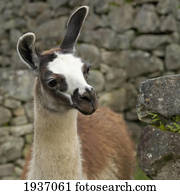 retrato, de, lhama, em, machu, Picchu;, peru