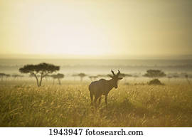 um, antílope, passeios, em, a, gramado, em, Sunset;, kenya