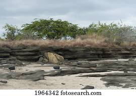 landscape of molten rock, sand and trees; santiago island, galapagos, equador